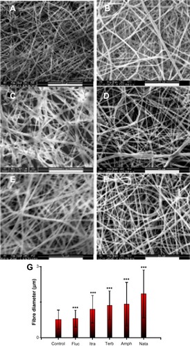 Figure 2 Scanning electron micrographs showing the electrospun gelatin fibers loaded with various antifungals. (A) No antifungals; (B) amphotericin B; (C) natamycin; (D) fluconazole; (E) itraconazole; (F) terbinafine. (G) Histogram showing the effects of various antifungals on the average fiber diameter.Notes: ***P<0.001; scale bar =50 μm.