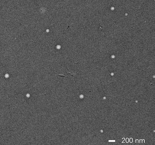 Figure 7 TEM images of DTX-BSA-NPs. Scale bar = 200 nm.