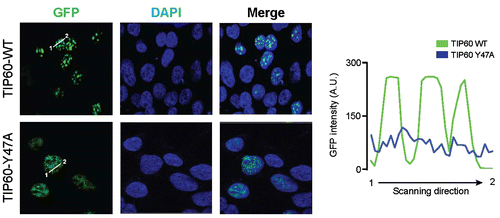 Fig. 2. Mutation of the TIP60 chromodomain causes mislocalization.Notes: HepG2 cells were transfected with plasmids expressing wild-type GFP-TIP60 (TIP60-WT) or a GFP-TIP60 chromodomain mutant (TIP60-Y47A). GFP fluorescence was examined by confocal microscopy and fluorescence signal intensity was quantified using line scanning method. DAPI was used to counterstain nuclei.