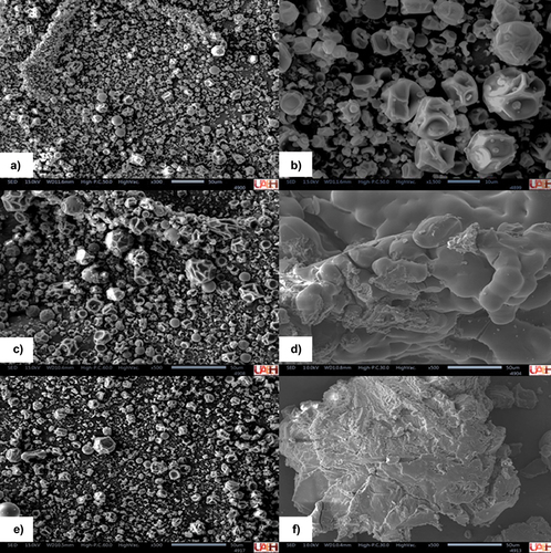 Figure 4. Micrograph of microcapsules with extract of bean coat flour and N-Lok starch obtained by spray drying using inlet air temperature of 115°C and 28.5% solids in wall material: (a) After spray drying (zero time) 300×; (b) (zero time) 500×; (c) After 40 days at 7°C and 0.329 aw; (d) After 40 days at 7°C and 0.765 aw; (e) After 40 days at 30°C and 0.329 aw, and (f) After 40 days at 30°C and 0.765 aw.