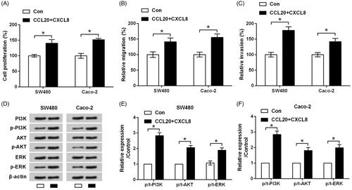 Figure 1. CCL20 and CXCL8 synergize to facilitate the proliferation and metastasis of cultured CRC cells. SW480 and Caco-2 cells were treated by CCL20 and CXCL8 at concentration of 100 ng/mL for 48 h. Non-treated cells served as control. (A) Cell proliferation measured by SRB assay. (B) Relative migration and (C) invasion tested by transwell chamber. (D) Expression of core proteins in PI3K/AKT/ERK pathway quantified by western blot analysis. (E and F) Semi-quantitative results based on the data from western blot analysis. *p < .05 compared to control group.