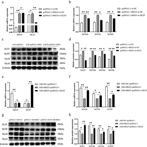 Figure 4. MEG3 affects satellite cell differentiation by promoting expression of DLST protein. (a) The results of qRT-PCR showed that the expression of MEG3 was increased and the mRNA expression of DLST was decreased in the pcDNA3.1-MEG3+si-DLST co-transfection group. (b) The results of qRT-PCR showed that the mRNA expressions of marker gene in the MEG3 overexpression group were higher than those in the pcDNA3.1-MEG3+si-DLST group. (c, d) Quantitative analysis of Western blot results, the protein expression levels of marker gene in the MEG3 overexpression group were higher than those in the pcDNA3.1-MEG3 +si-DLST group, and the expression DLST protein in the MEG3 overexpression group was higher than that in the blank control group. (e) The results of qRT-PCR showed that the expression of MEG3 was decreased and the mRNA expression of DLST was increased in the ASO-MEG3+ pcDNA3.1-DLST co-transfection group. (f) The results of qRT-PCR showed that the mRNA expressions of marker gene in the MEG3 knockdown group were lower than those in the ASO-MEG3+pcDNA3.1-DLST group. (g, h) Quantitative analysis of Western blot results, the protein expression levels of marker gene in the MEG3 knockdown group were lower than those in the ASO-MEG3+pcDNA3.1-DLST group, and the DLST protein expression in the MEG3 knockdown group was lower than that in the blank control group. The relative mRNA expression were normalized to those of the control 18S rRNA. Error bars are the mean ± SEM of three biological replicates. Statistical significance of differences was assessed by t-test. *p < 0.05, **p < 0.01.