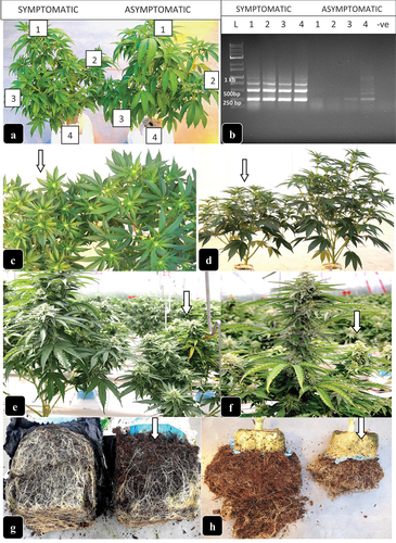 Fig. 3 Symptoms due to Hop latent viroid infection on flowering plants of cannabis. (a) comparison of symptomatic plant (left) with asymptomatic plant (right) after two weeks into the flowering period. Leaf samples were collected for analysis at the positions indicated by (1–4). (b) RT-PCR gel showing bands characteristic of HLVd present in the symptomatic plants shown in (a). The asymptomatic plant showed very faint bands only in the roots. (c-f) comparison of symptomatic plants (arrows) with asymptomatic plants at 3–4 weeks into flower development (c, d) and at 7–8 weeks (e, f) of development. (g, h) reduction in root volume and root mass as a result of HLVd infection in cannabis genotypes ‘Powdered Donuts’ (g) and genotype ‘Mac-1’ (h). Arrows in all photos show the infected plants.