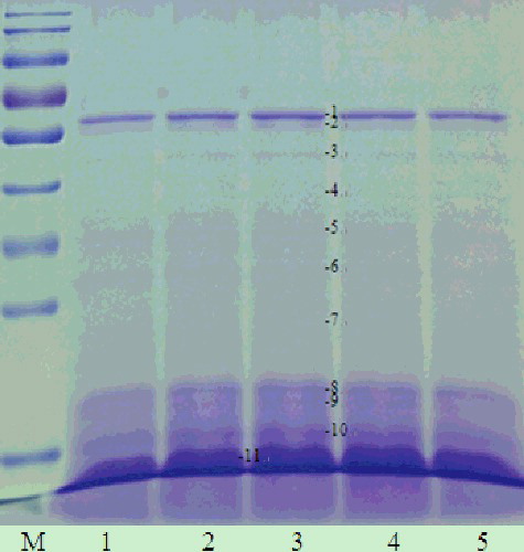 Figure 6. One-dimensional electrophoretogram of isopropanol extracts at different ultrasonication time and 50% isopropanol. Lane M, 170 kD protein marker; Lanes 1–5, isopropanol extracts at 0, 5, 10, 15 and 20 min ultrasonication time, respectively. Note: 12% resolving gel; 400 W ultrasonic power.
