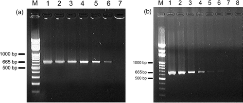 Figure 1. PCR of 10 fold serial diluted Riemerella anatipestifer DNA templete using 16rrs gene primers 16rrs-5′-2 and 16rrs-3′-4. Left Figure: Lane M, marker; Lane 1, 6×104 pg/ml; Lane 2, 6×103 pg/ml; Lane 3, 6×102 pg/ml; Lane 4, 6×101 pg/ml; Lane 5, 6×100 pg/ml; Lane 6, 6×10−1 pg/ml; Lane 7, 6×10−2 pg/ml. Right Figure: Lane M, marker; Lane 1, 3.5×107 cfu; Lane 2, 3.5×107 cfu; Lane 3, 3.5×107 cfu; Lane 4, 3.5×107 cfu; Lane 5, 3.5×107 cfu; Lane 6, 3.5×107 cfu; Lane 7, 3.5×107 cfu; Lane 8, negative control.