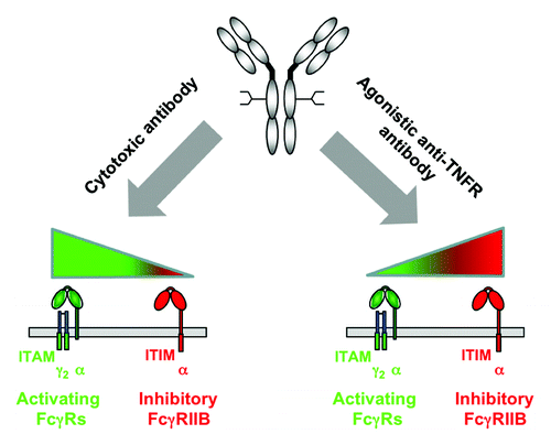 Figure 1. Antibody engineering approaches to enhance cytotoxic and agonistic anti-TNFR antibodies. Shown is the differential contribution of activating and inhibitory FcγRs to the in vivo activities of cytotoxic and agonistic anti-TNFR antibodies. Based on this model, antibody engineering approaches to enhance cytotoxic antibody function should focus on increased binding to activating FcγRs, whereas the activity of agonistic anti-TNFR antibodies may be optimized by a selective binding to the inhibitory FcγRIIB. Activating FcγRs containing immunoreceptor tyrosine-based activation motifs (ITAM) are shown in green; inhibitory FcγRIIB containing an immunoreceptor tyrosine-based inhibition motif (ITIM) is shown in red.