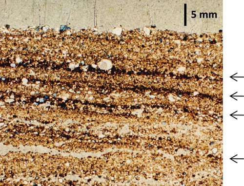 Figure 7 A cross-sectional photograph of a depositional crust (the arrows are pointing at the crust). Photo courtesy of Dr. Ueru Tanaka.