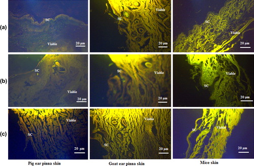 Figure 7. Fluorescence micrographs of pig- and goat-ear pinna skin and mice skin treated with the formulation ps (a) pps (b) pcg (c). Various formulations labeled with hydrophilic fluorescence probe (6-carboxyfluorescein) to mark the penetration of the drug to deep skin strata.