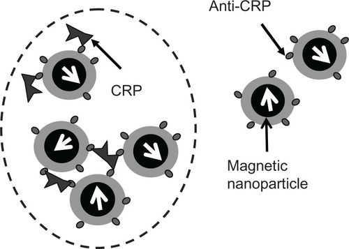 Figure 1 Scheme for the association between biomarkers (CRP) and magnetic nanoparticles coated with antibodies (anti-CRP). The magnetic nanoparticles become larger or clustered due to binding with biomarkers (CRP), as circled with the dashed line.Abbreviation: CRP, C-reactive protein.