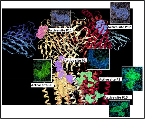 Figure 3 The active sites of gamma amino butyric acid (GABA) (P0, P1, P2, P11, P15 and p17) obtained through Dog site scorer.