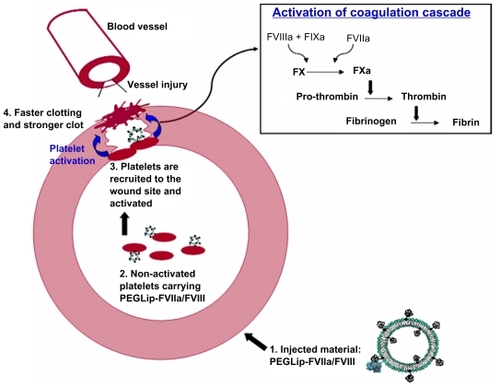 Figure 4 Mechanism of action of PEGLip-formulated FVIII and FVIIa.1. Formulation of FVIII or FVIIa with PEGLip leads to non-covalent binding of the protein to the outer surface of the PEGylated liposomes.2. The liposomes are then injected into the bloodstream where they associate with non-activated platelets.3. When injury occurs, platelets are recruited to the wound where they adhere to the damaged vessel wall. They carry FVIII and FVIIa with them. Platelet activation and initiation of the coagulation cascade occur simultaneously.4. Coagulation complexes form on the surface of the activated platelets. Since FVIII and FVIIa are already present on the platelets prior to activation, the coagulation cascade is more efficient. Clots form faster and the clots are more stable.