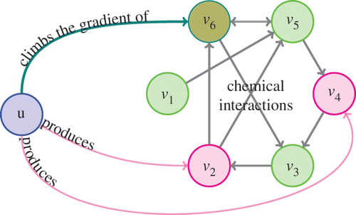 Figure 1. A schematic of the species (u) and the chemicals (v i ’s) interacting.