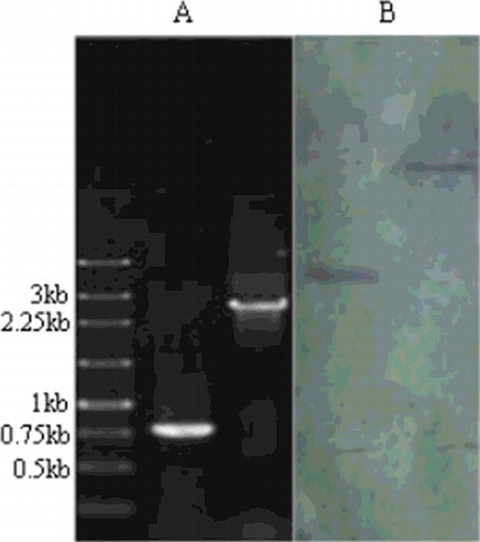 Figure 3. PCR and Southern blotting analysis of the ku70 gene disruption vector. PCR analysis (A) using primer pairs P14 and P15: lane 1, molecular size marker (Sangon Biotech, Shanghai, China); lane 2, wild-type strain; lane 3, ΔAcku70 strain. Southern blotting analysis (B) of the genomic DNA of the ΔAcku70 strain: lane 1, digestion using EcoRI; lane 2, digestion using SacI.