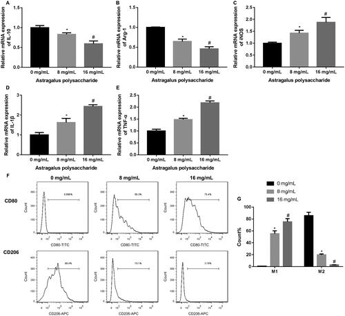 Figure 1. APS enhanced M1 macrophage proportions and reduced M2 macrophage proportions in TAMs. The qRT-PCR was performed to assess the expression of IL-10 (A), Arg-1 (B), iNOS (C), IL-1β (D) and TNF-α (E) in TAMs following the treatment of different concentrations of APS (0, 8, 16 mg/mL). (F–G) Flow cytometry was performed to estimate the proportions of M1 and M2 macrophages in TAMs following the treatment of different concentrations of APS (0, 8, 16 mg/mL). *p < 0.05 vs. 0 mg/mL; #p < 0.05 vs. 8 mg/mL.