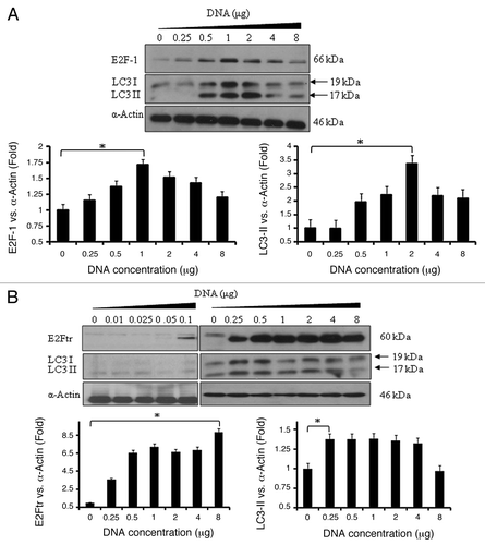 Figure 2. E2Ftr induces autophagy-specific LC3-I and LC3-II protein expression. SK-MEL-2 cells were transfected at indicated concentrations of plasmids expressing (A) E2F-1 or (B) E2Ftr. Western blot and bar graphs of E2F-1, E2Ftr or LC3-II expression after transfection. Bars represent mean ± SEM expressed as fold change of E2F-1, E2Ftr or LC3-II vs α-actin (loading control) from 3 separate experiments, (*p < 0.05) increase in the level of expression.
