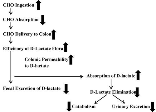 Figure 5 Schematic representation of the various processes that could influence the plasma D-lactate concentration. The direction of the solid arrows indicates whether an increase in the process potentially increases (up arrow) or decreases (down arrow) plasma D-lactate. For example, an increase in carbohydrate (CHO) ingestion would provide an increased substrate for intestinal bacteria and increase D-lactate production; while an increased CHO intestinal absorption rate would decrease the substrate for the intestinal bacteria and therefore, potentially, decrease plasma D-lactate.