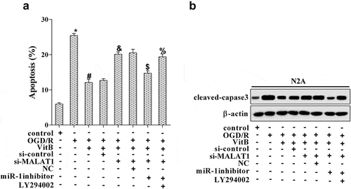 Figure 5. Vitamin B1 and B12 participated in neuron apoptosis via the MALAT1/miR-1/BDNF/PI3K/Akt pathway. N2A cells were grouped according to different treatments: control, OGD/R, OGD/R+ VitB (5μM), OGD/R+ VitB+si-control, OGD/R+ VitB+si-MALAT1, OGD/R+ VitB+si-MALAT1+ NC, OGD/R+ VitB+si-MALAT1+ miR-1 inhibitor, and OGD/R+ VitB+si-MALAT1+ miR-1 inhibitor+LY294002 (inhibitor of PI3K/Akt pathway). (a) Neuron apoptosis was estimated using TUNEL staining. (b) The level of cleaved-capase3 was analyzed by western blot. *P < 0.05 compared with control; #P < 0.05 compared with OGD/R; &P < 0.05 compared with the OGD/R+ VitB+si-control group; $P < 0.05 compared with the OGD/R+ VitB+si-MALAT1+ NC group; %P < 0.05 compared to the OGD/R+ VitB+si-MALAT1+ miR-1 inhibitor group.