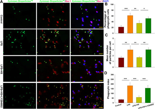 Figure 6 HS treatment suppresses phagocytotic activation of microglia following LPS stimulation via the Akt pathway. (A) Representative photographs of BioParticlesTM Fluorescent Particles after treatment with LPS for 24 h. (B) Quantification of percent of phagocytic cells. (C) Quantification of mean number of particles ingested per cell. (D) Quantification of phagocytic index. N=4/group. Four randomly selected images (× 20) were captured from each section. Values represent the mean ± SD, *p < 0.05, **p < 0.01, ***p < 0.001 according to ANOVA.