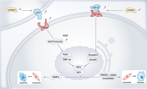 Figure 1 Loss of function of HTRA1 induces an increased VMSC synthetic phenotype and VMSC apoptosis.
