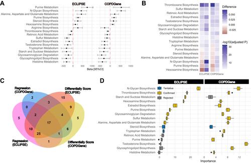 Figure 3 Correlations of the COPD subtypes with the FEV1/FVC-related metabolism pathway. (A) Forest plot showing the association between 17 metabolic pathway single-sample gene set enrichment analysis (ssGSEA) scores and FEV1/FVC in the entire ECLIPSE and COPDGene datasets. (B) Heatmap displaying the differences in 17 metabolic pathway ssGSEA scores in COPD subtypes (C1 vs C2). (C) Venn diagram showing the overlapping results of univariate linear regression (ssGSEA score to FEV1/FVC) and difference analysis (C1 vs C2) in ECLIPSE and COPDGene datasets. (D) Boxplot showing the attribute importance of 16 metabolism pathway ssGSEA scores (except for “arginine biosynthesis”) related to two COPD subtypes in the ECLIPSE and COPDGene cohorts based on the Boruta method.