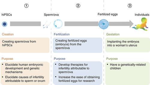 Figure 1. Process of creating and using human-induced pluripotent stem cells-derived sperm/ova.hiPSCs: Human-induced pluripotent stem cells.