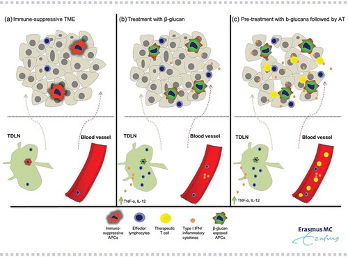 Figure 3. Beta-glucans support AT of solid tumors: proposed mechanisms of action. (a) Pre-treatment tumors harbor suppressive innate APCs like M2-TAMs, MDSCs and N2-TANs that actively suppress recruitment into the tumor and local activation of effector lymphocytes, such as NK cells and CD8+ T cells. (b) Oral administration of β-glucans results in tumors with increased numbers of immune-potentiating innate immune cells, as evidenced by their production of type I IFNs and inflammatory cytokines. These APCs are derived from TDLN or nearby blood vessels, toward which they migrated following exposure to β-glucans. Alternatively, these cells are converted from intra-tumoral suppressive innate immune cells due to a heightened inflammatory state of the TME or β-glucans that have reached the tumor tissue. Consequently, also the number and activation state of effector lymphocytes within the tumor increases. (c) Oral administration of β-glucans followed by AT results in an enhanced pool of therapeutic T cells (harboring a TCR transgene that recognizes a tumor antigen) in the bloodstream. These therapeutic T cells are recruited into the tumor, which has become sensitized by β-glucan treatment (as in panel B), and eradicate malignant cells. See text for more details. Abbreviations: APCs: antigen-presenting cells; AT: adoptive T cell therapy; IL: interleukin; TDLN: tumor-draining lymph node, TNF-α: tumor necrosis factor alpha.