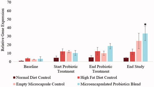 Figure 9. Influence of microencapsulated probiotic blend treatment on hamster gut Bacteroidetes. The microencapsulated probiotic blend also showed to increase the probiotic blend, but not significantly (p = .0762, trend towards significance) by the end of the treatment period. The treatment did however have a significant increase in Bacteroidetes levels by the end of the study (p < .05). (N = 3). (*) – Significant increase compared to values at the start of probiotic treatment.