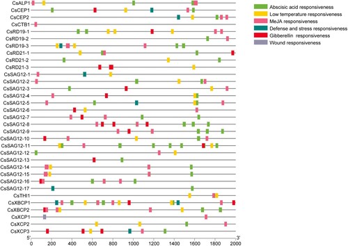 Figure 4. The distribution of cis-acting elements among the promoters of CsPLCPs.