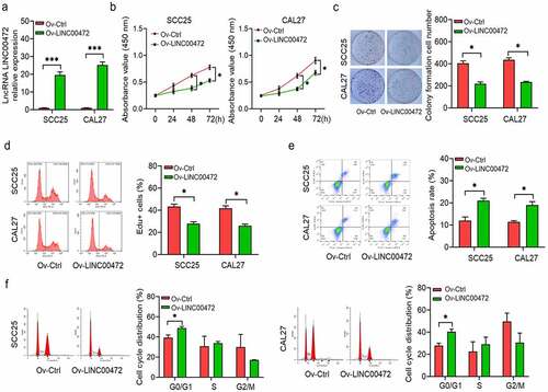 Figure 2. LINC00472 overexpression inhibits OSCC cells from proliferating and inducing apoptosis and cell-cycle-arrest. Full-length of LINC00472 cloned into pcDNA3.1 and transfected into SCC25 and CAL27 cells. (a) Overexpression efficiencies by qRT-PCR assay, (b) CCK-8 assay, (c) colony formation assay, and (d) EdU assay reveal the effects of LINC00472 overexpression on OSCC cell proliferation. (e) Cell apoptosis and (f) flow cytometry analysis on cell cycle. *P < 0.05. **P < 0.01. Data presented in the mean ± standard deviation (SD).