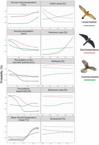 Figure 3. Response curves showing the average probability value of the ensemble model for each explanatory variable, for lesser kestrel (blue line), red-footed falcon (red line) and common kestrel (green line). The shades represent standard error bounds calculated with a t-based approximation.