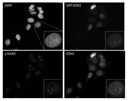 Figure 4. Ezh2 does not accumulate at IRIF. U2OS cells expressing GFP-Ezh2 were exposed to 2 Gy and left to recovery for 30 min. Cells were then fixed in 4% paraformaldehyde and co-immunostained with γ-H2AX and Ezh2 antibodies.