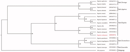 Figure 1. Maximum-likelihood phylogenetic tree reconstruction including 17 species based on all the cp genomes examined in this study. Salix purpurea was used as an outgroup. Accession number and poplar sections are listed in the figure.