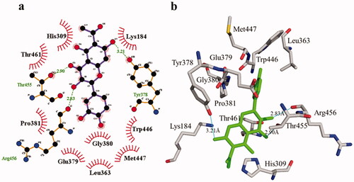 Figure 8. Phosphodiesterase-I interactions with compound 1 are mediated by binding residues. Detailed interaction of compound 1 with the active site is shown in 2D (a) and 3D (b).