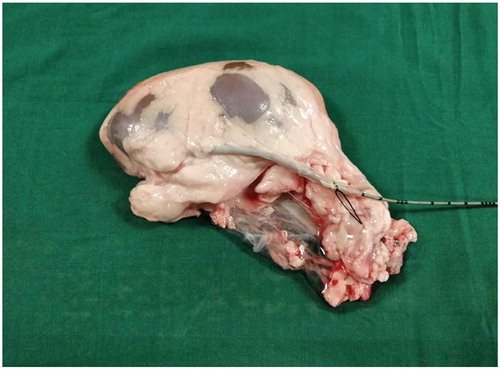 Figure 1. Bovine kidney with ureteric catheter in the ureter.