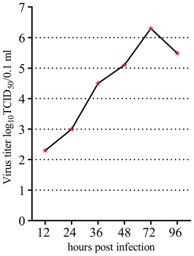 Figure 4. Growth kinetics of DEV in the CEF cell culture. The virus was quantified at various time points by determining the TCID50 that showed an increase in virus titre up to 72 hpi, followed by a decrease in titre at 96 hpi.