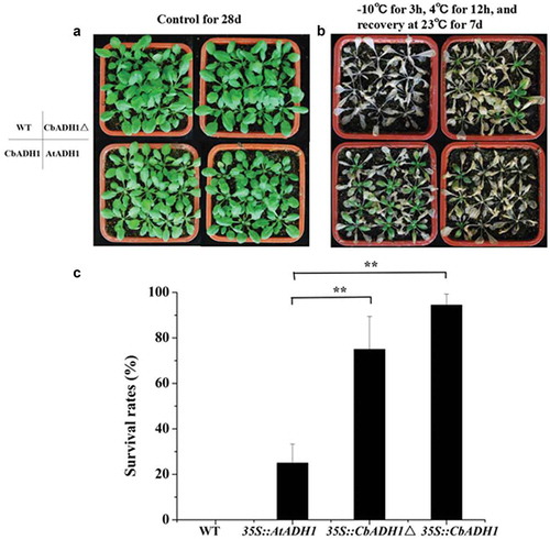 Figure 3. CbADH1 conferred enhanced cold-shock resistance in Arabidopsis. (a) The photograph showing 28-d-old of transgenic Arabidopsis and WT plants in the growth chamber. (b) Recovery photograph of transgene Arabidopsis and WT in cold shock treatment at −10 °C for 3 h and recovery for 7 d. (c) The survival rate of different transgene plants after recovery for 7 d. Data are the mean values of triplicate independent experiments ± SD, and asterisks indicate the significant differences.(*p < .05, **p < .01, t-test, Tukey).