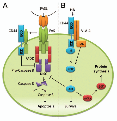 Figure 1 Potential mechanisms by which CD44 can modulate cell death. (A) CD44 may inhibit apoptosis by sequestering FAS and thereby preventing assembly of death-inducing signaling complex (DISC). Without DISC formation, Fas ligand (FasL) cannot engage FAS, which precludes downstream activation of caspases that would lead to apoptosis. (B) Ligation of CD44 (e.g., through HA) can facilitate aggregation of CD44-integrin-kinase signaling components in lipid rafts. Src family kinases, such as Lck, associate with the cytoplasmic tail of CD44 and activate the PI3K/Akt signaling pathway. Alternatively, binding of either CD44 or VLA-4, which form a heterodimer at the cell surface, could activate PI3K through FAK. Activation of PI3K/Akt is associated with cell survival. Akt can inhibit Fas-mediated CD4 T-cell death by interfering with DISC assembly. In addition, the mTOR pathway may be engaged to support the survival and expansion of T cells.