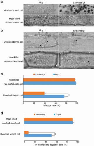 Figure 5. Penetration assays with heat-killed rice leaf sheaths and onion epidermis. (a) Conidia solution was inoculated into normal or heat-treated leaf sheaths, and infection was observed after 48 hpi. Bar = 20 μm. Black arrows point to IH. White arrows point to IH, which was expanded in adjacent cells. (b) Conidia solution was inoculated into normal or heat-treated onion epidermal cells, and infection was observed after 48 hpi. Bar = 20 μm. Black arrows point to IH. White arrows point to IH, which was expanded in adjacent cells. (c) Statistical analysis of the infection rate of the appressoria of the M. oryzae strains in leaf sheaths at 48 hpi. (d) The percentage of invasive hyphae extended to adjacent cells in normal or heat-treated leaf sheaths at 48 hpi. Error bars represent the standard deviation. Significant differences compared with the wild-type strain were estimated by Duncan’s test: **P < 0.01, *P < 0.05