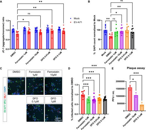 Figure 5. Ferroptosis inhibitors restore mitochondrial defects, promote survival, and decrease infection rates in EV-A71 infected MNs. A. Mitochondrial membrane potential in EV-A71-infected or mock cultures treated with ferroptosis inhibitors, ferrostatin-1 and deferoxamine (DFO) at 24 hpi. n=12, Two-way ANOVA. B. DAPI counts at 48 hpi normalized to mock-infected control. n=12, One-way ANOVA. C. Immunodetection of VP2 in MNs treated with ferroptosis inhibitors at 48 hpi. D. Percentage of VP2+ cells. n=9, One-way ANOVA. E. Viral titers determined by plaque assay in culture supernatants collected at 48 hpi. n=3, One-way ANOVA. *p<0.05, **p<0.01, ***p<0.001, ****p<0.0001.