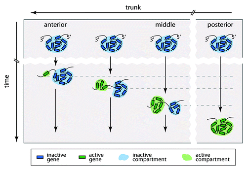 Figure 2. A model of the spatial reorganization of a Hox cluster in the mouse trunk during embryonic development. At the early stages of embryogenesis, the Hox cluster is inactive and forms a single spatial compartment in all cells along the trunk. Later on, the Hox genes become sequentially activated according to the colinearity rules and form a separate spatial compartment. This results in the bipartite spatial organization of the cluster, with an increasingly expanded active compartment toward the posterior end of the trunk. It is likely that in the most posterior part of the trunk, all genes of some clusters become activated and form a single spatial compartment.
