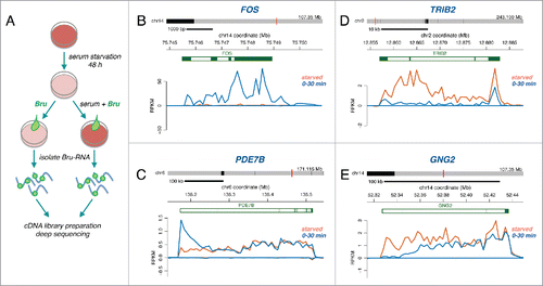 Figure 1. (A) Experimental outline. Bromouridine (2 mM) labeling was performed for 30 minutes on serum starved human fibroblasts or together with serum for 30 min on previously starved human fibroblasts. Nascent RNA sequencing reads expressed as RPKM are shown for (B) FOS, (C) PDE7B, (D) TRIB2 and (E) GNG2 in starved cells (orange trace) and in cells serum stimulated for 30 min (blue trace).