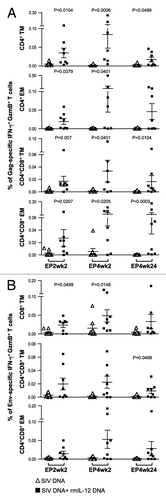 Figure 5. Comparison of the Gag- and Env-specific memory T cell subsets. (A, B) The frequency of (A) Gag-specific GzmB+ CD4+ and CD4+CD8+ DP transitional memory (TM) and effector memory (EM) T cells and (B) Env-specific GzmB+ CD8+ and CD4+CD8+ DP TM and EM T cells as analyzed by flow cytometry from individual animals at EP2wk2, EP4wk2 and EP4wk24 are shown. The SIV-specific IFN-γ producing GzmB+ cells are shown as % of total Gag- or Env-specific T cells. The mean and SEM values are shown. The significant p values are shown.