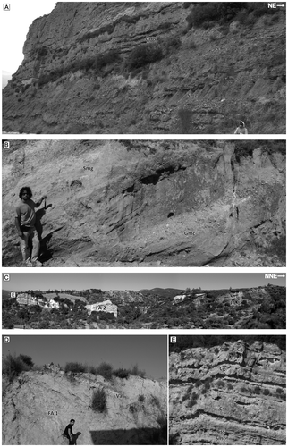 Figure 6. Photographs of representative facies showing lower part of the Fevzipaşa Formation. (A and B) The conglomerate and sandstone facies of FA 1, (C) the lower alluvial fan deposits (FA 1) and freshwater carbonate deposits (FA 2), (D) lower ash-fall layer (LASH) south of Burçaktepe (Figure 3 and log 2 of Figures 4 and 5), (E) Smc, Css, Cs and Cg facies alternation in freshwater carbonate deposits (FA 2) in Löngez stream section (Figures 3 and 5, log 7).