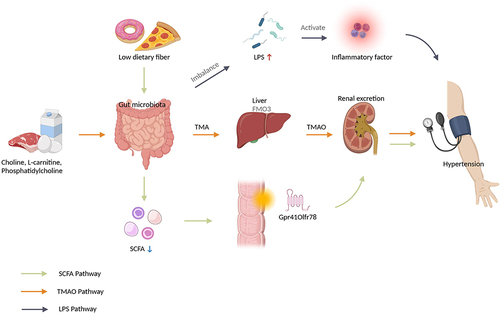 Figure 1 Effect of metabolites of gut microbiota on hypertension.