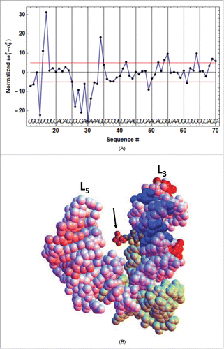 Figure 6. Primary TPP/RNA interaction for ATthiC. (A) The evolution along the sequence of the normalized difference  (α1n−α0n)/σ(α1n−α0n) (see text) is shown. A large negative (resp. positive) value of the difference is the mark of early protection against cleavage (resp early enhanced cleavage) after TPP addition. The red lines mark the positive and negative limits at a 5σ threshold. B. The closed riboswitch from the crystal structure has been opened to visualize the primary interaction of the TPP with the RNA; only the pyrophosphate of the TPP is visible (arrow). The loops L5 and L3 are labeled (Fig. 2D). The colors evolve from pure blue to pure red for, respectively, the most negative and most positive values of the normalized difference  (α1n−α0n)/σ(α1n−α0n) shown in Fig. 6A. The greenish color corresponds to the 5′-end and 3′-end residues for which no accurate results were obtained. All significantly negative values (pure blue), as well as the highest positive values (pure red), are exclusively located around the interaction site of the TPPpyrimidine moiety.
