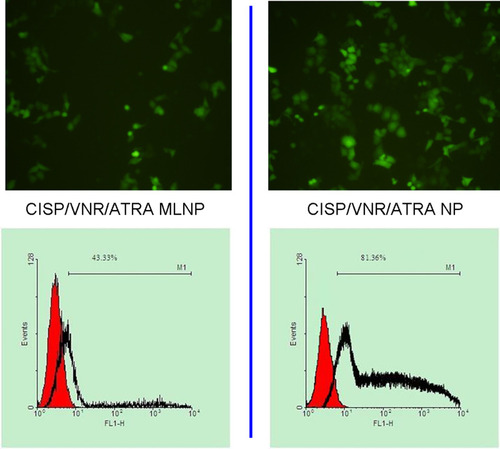 Figure 6 The cellular uptake efficiency of CISP/VNR/ATRA MLNP and non HA coating CISP/VNR/ATRA NP were compared by the images and quantitative results.