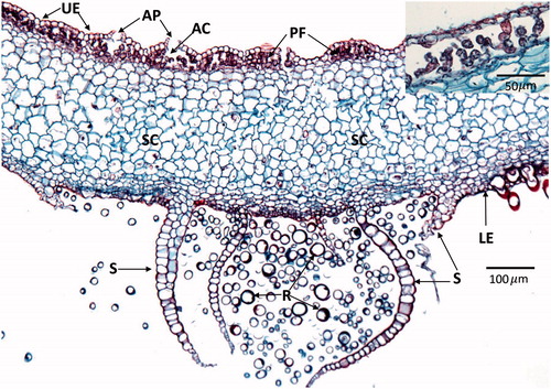 Figure 7. Transverse section through the thallus of Marchantia species. The upper epidermis (UE) is composed of small cells covered by a cuticle and has numerous barrel-shaped air pores (AP) or channels for gas exchange. Beneath the upper epidermis are air chambers (AC) containing photosynthetic cells or filaments also known as the photosynthetic zone (PZ) or upper assimilatory region (see insert in upper right). The majority of the thallus is composed of storage cells (SC) that contain various substances including oils. The lower surface has an epidermis (LE) with numerous unicellular rhizoids (R; appear unattached due to section orientation) and multicellular scales (S) that serve to anchor the thallus to the substrate. Images were obtained from slides and used with permission from Carolina Biological Supply, Whitsett, North Carolina, Copyright Carolina Biological Supply.