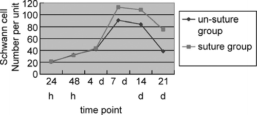 Figure 2 The curve of Schwann cell quantity per area in the distal end.
