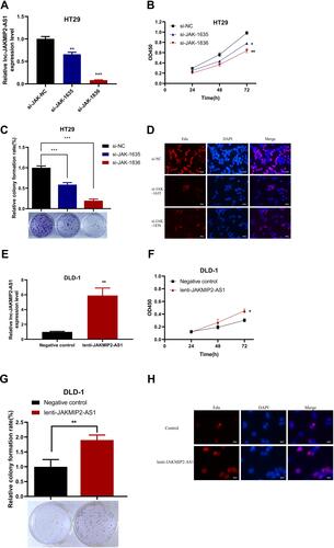 Figure 2 The effect of JAKMIP2-AS1 knockdown and overexpression on cell proliferation, colony formation and EDU in CRC cell lines. (A) Relative expression of JAKMIP2-AS1 in HT29 cell was significantly decreased by two siRNAs specifically targeting JAKMIP2-AS1 compared with si-NC. (B) CCK-8 assay showed that silenced JAKMIP2-AS1 inhibited cell proliferation of HT29 cell. (C) Clonogenic assay showed that silenced JAKMIP2-AS1 dramatically impaired the colony formation ability of HT29 cell. (D) The fluorescent staining images of 3 groups of HT29 cells were stained with Edu. (E) JAKMIP2-AS1 expression levels in DLD-1 cell infected with lentivirus carrying JAKMIP2-AS1 or lentiviral infection negative control (NC). (F) The effect of JAKMIP2-AS1 overexpression on cell proliferation evaluated using CCK-8 assay. (G) The effect JAKMIP2-AS1 overexpression on clonogenic using colony formation assay. (H) The fluorescence images of overexpression group and control group observed by edu experiment in DLD-1 cell.*P˂0.05, **P˂0.01, ***P˂0.001.