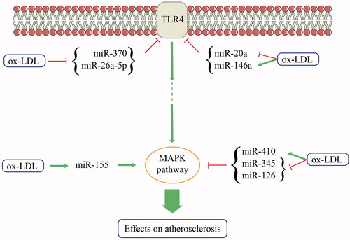Figure 2. Ox-LDL-regulated microRNAs contribute to regulating TLR4 and MAPK pathway, which can affect atherosclerosis. miR: microRNA; MAPK: mitogen-activated protein kinase; ox-LDL: oxidized low-density lipoprotein; TLR4: toll-like receptor 4.